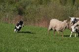 BORDER COLLIE - MOUTONS 104
